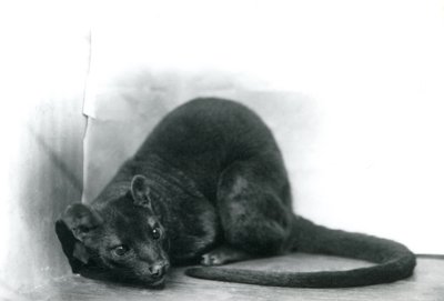 A Fossa at London Zoo by Frederick William Bond